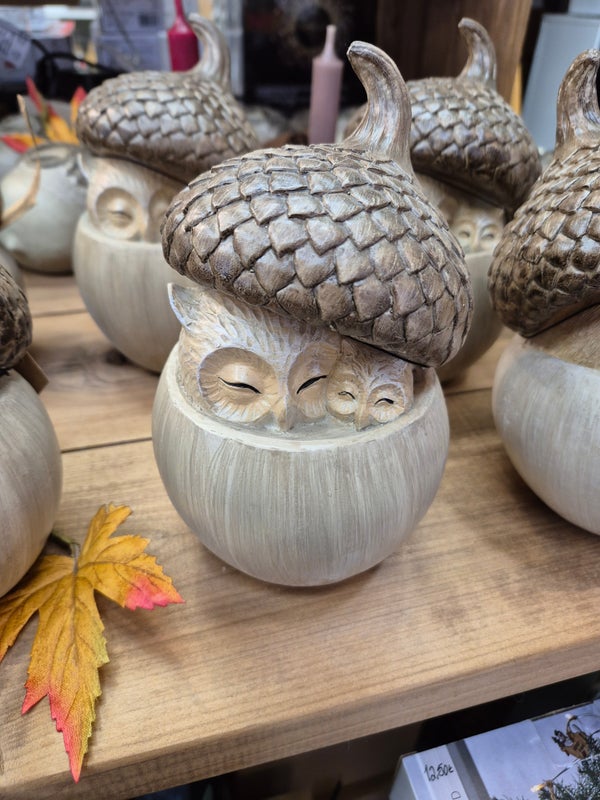 tammenterhotyypit kolme erilaista